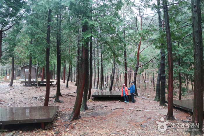 Gekochte Zypressen aus den 60er Jahren - Namhae-gun, Gyeongnam, Südkorea (https://codecorea.github.io)