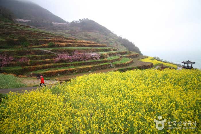 Рисовое поле Бонито с цветами рапса, сливы и вишни - Намхэ-гун, Кённам, Южная Корея (https://codecorea.github.io)