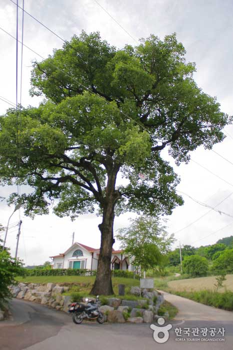Chêne de plus de 300 ans à l'entrée de Hoedong-ri - Pyeongchang-gun, Gangwon-do, Corée (https://codecorea.github.io)