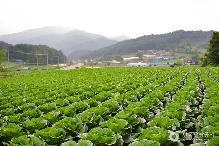 Spring cabbage is sown in spring and shipped in summer. - Pyeongchang-gun, Gangwon-do, Korea (https://codecorea.github.io)