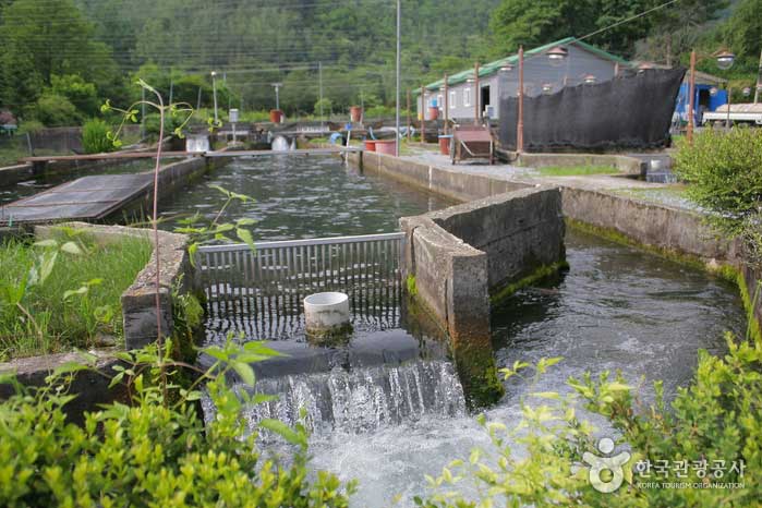 There are many trout farms around Pyeongchang. - Pyeongchang-gun, Gangwon-do, Korea (https://codecorea.github.io)