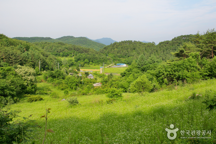 Auf den von den Bewohnern bebauten Feldern ist Gras üppig - Pyeongchang-Pistole, Gangwon-do, Korea (https://codecorea.github.io)
