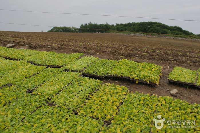 Chinese cabbage seedling waiting to be transplanted into furrow - Pyeongchang-gun, Gangwon-do, Korea (https://codecorea.github.io)