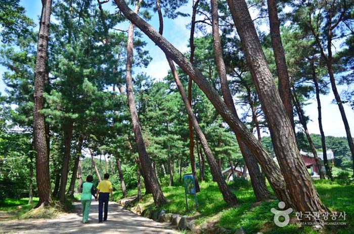 Donggungneung Trail Aufnahme - Yangpyeong-gun, Gyeonggi-do, Korea (https://codecorea.github.io)