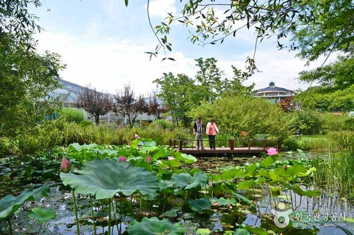 Arboretum de fleur de lotus - Yangpyeong-gun, Gyeonggi-do, Corée (https://codecorea.github.io)