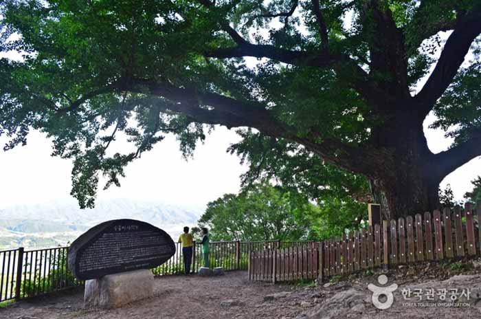 Ginkgo tree 500 years old - Yangpyeong-gun, Gyeonggi-do, Korea (https://codecorea.github.io)