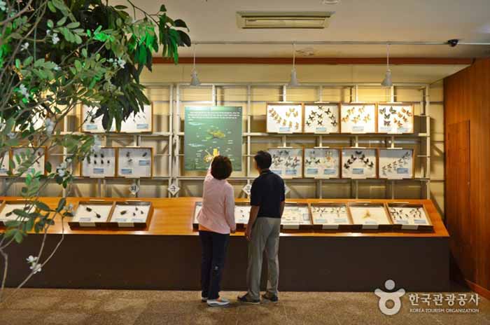 Salle d'exposition des insectes - Yangpyeong-gun, Gyeonggi-do, Corée (https://codecorea.github.io)