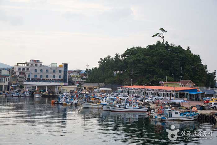 Сосна стоит на вершине Янга-до, порт Намай - против... (https://codecorea.github.io)