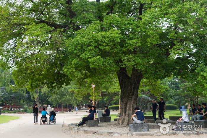 Ancien abri d'arbre devant la porte d'entrée - Namwon-si, Jeollabuk-do, Corée (https://codecorea.github.io)