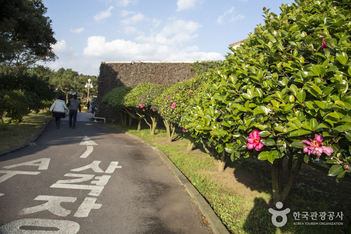 Camellia blooms on the way to the shooting range. - Seogwipo, Jeju, South Korea (https://codecorea.github.io)