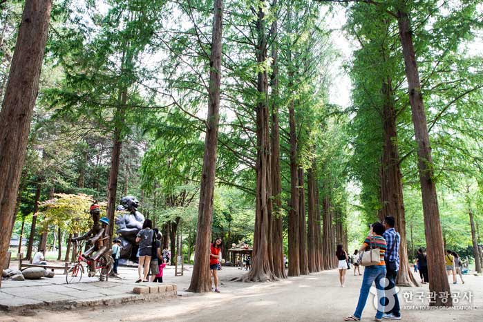 La carretera metasequoia más popular en la isla Nami - Pyeongchang-gun, Gangwon, Corea del Sur (https://codecorea.github.io)