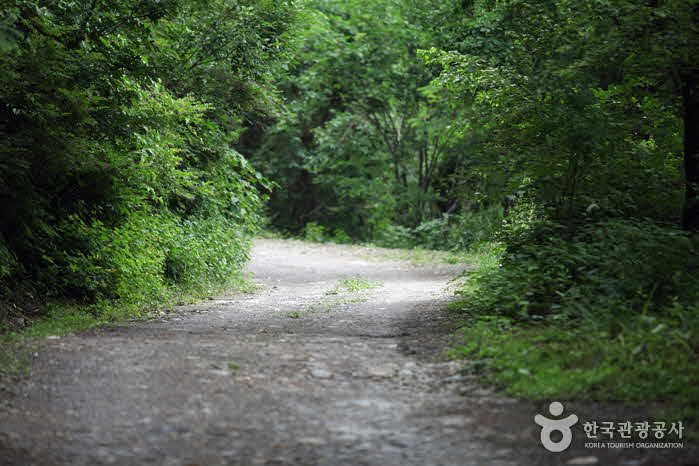 道路は平坦で滑らかで歩きやすいです。 - 韓国江原道ong善郡 (https://codecorea.github.io)