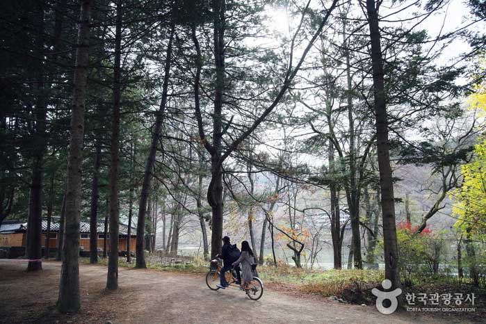 Fahrräder sind ein wichtiges Transportmittel auf der Insel Nami - Gangneung, Südkorea (https://codecorea.github.io)