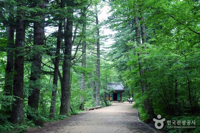 Camino del bosque de abetos de entrada Woljeongsa - Gangneung, Corea del Sur (https://codecorea.github.io)