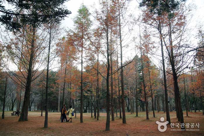 Un joli chemin forestier est l'attraction de l'île Nami - Gangneung, Corée du Sud (https://codecorea.github.io)