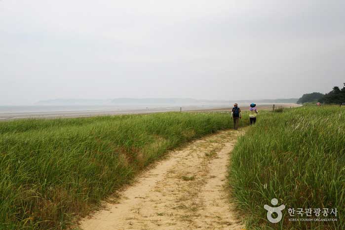 Promenade de la plage de Cheongpodae - Taean-gun, Corée du Sud (https://codecorea.github.io)