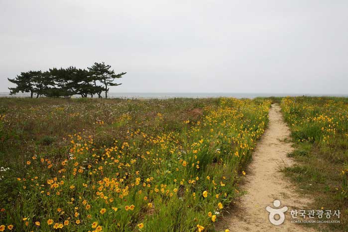 Camino de flores a la playa de Cheongpodae - Taean-gun, Corea del Sur (https://codecorea.github.io)