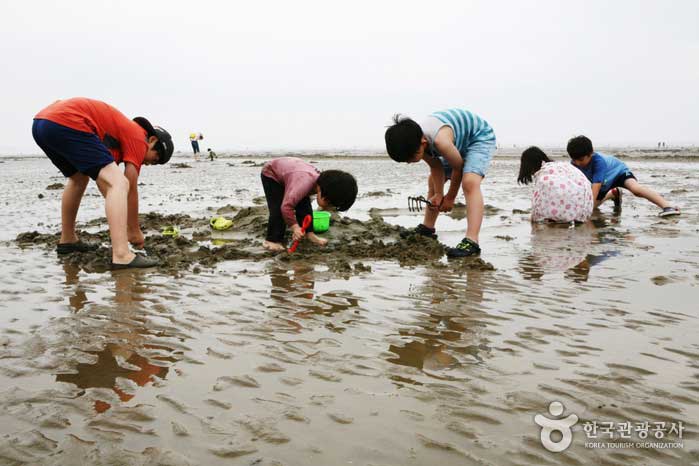 La cosecha no es buena, pero los niños están inmersos en la experiencia de la marea plana. - Taean-gun, Corea del Sur (https://codecorea.github.io)