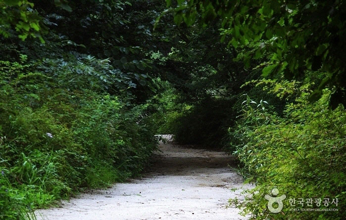 緑の森の道を通る武陵道 - 韓国ソウル市江北区 (https://codecorea.github.io)