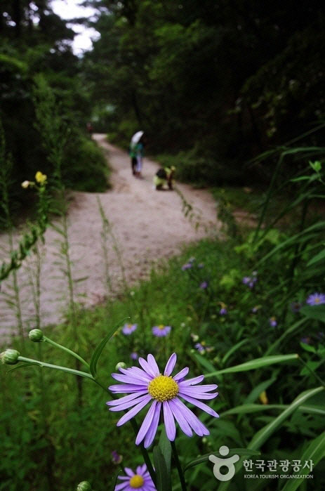 Flores anestésicas de escarabajo florecen al costado del camino - Gangbuk-gu, Seúl, Corea (https://codecorea.github.io)