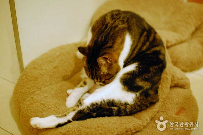 Стрижка милашка кошка - Мапо-гу, Сеул, Корея (https://codecorea.github.io)