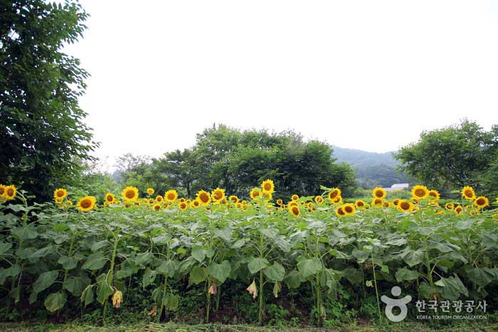 Los girasoles comenzaron a florecer a finales de julio. - Yangpyeong-gun, Corea del Sur (https://codecorea.github.io)