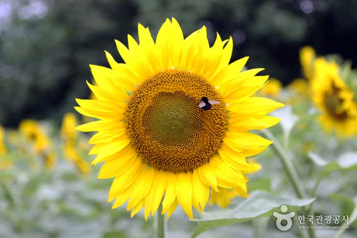 Biene eilt der Sonnenblume entgegen - Yangpyeong-gun, Südkorea (https://codecorea.github.io)