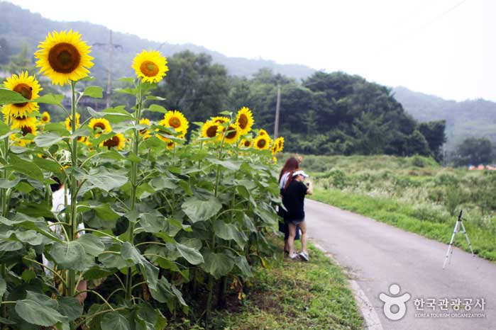 バックグラウンドでヒマワリと記念写真を撮る旅行者 - 韓国Yang平郡 (https://codecorea.github.io)