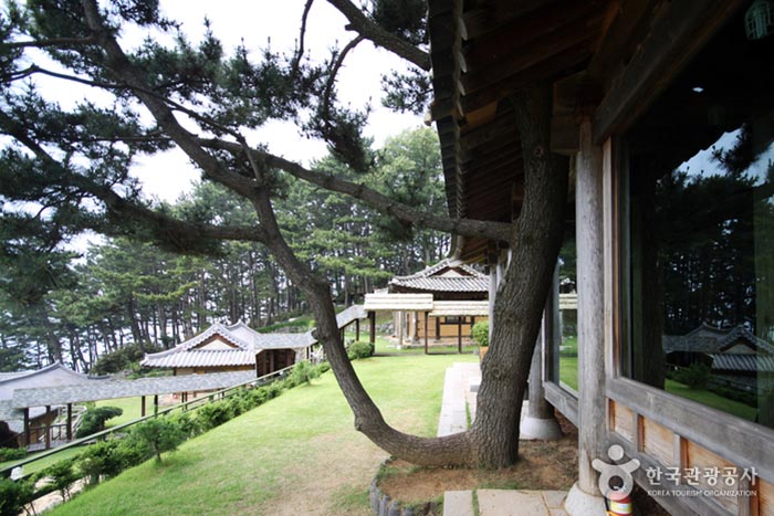Je mets l'arbre d'origine sans couper pendant la restauration - Boryeong, Corée du Sud (https://codecorea.github.io)