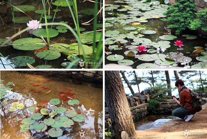 There are 33 beach ponds where aquatic plants and fish live. - Boryeong, South Korea (https://codecorea.github.io)