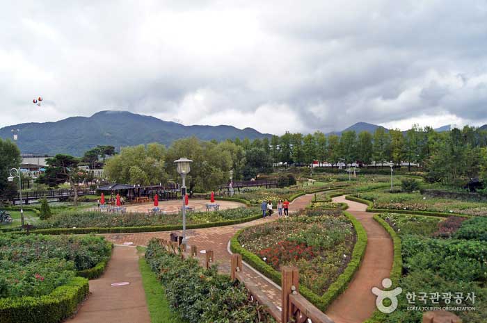 A rose park full of flavor - Gokseong-gun, Jeonnam, Korea (https://codecorea.github.io)