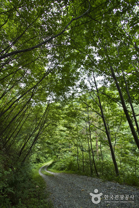 Route forestière en direction de l'observatoire - Chungju, Chungbuk, Corée du Sud (https://codecorea.github.io)
