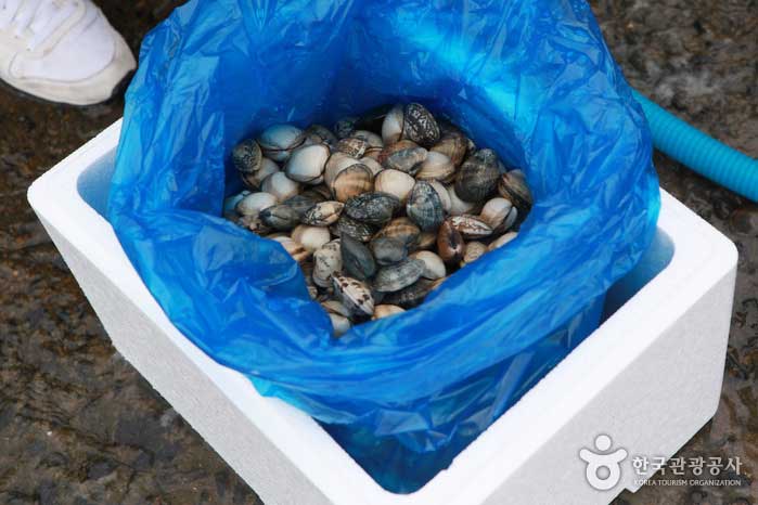 Ледяной ящик для безопасного хранения собранных моллюсков - Seocheon-gun, Чунгнам, Корея (https://codecorea.github.io)