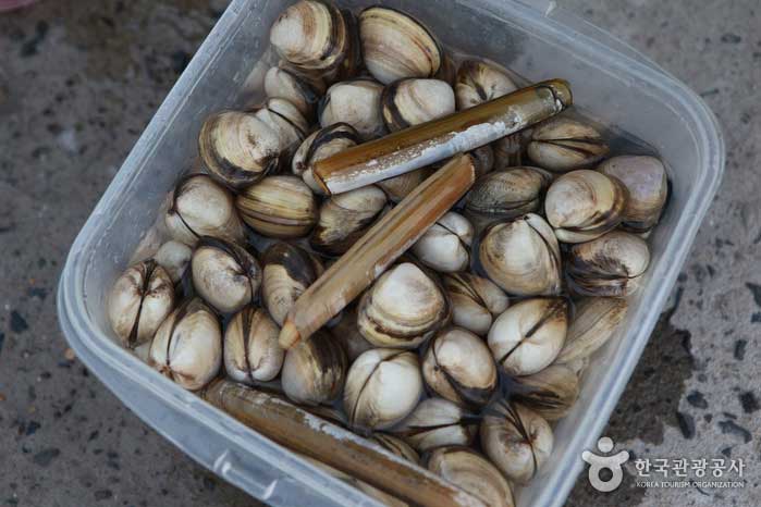 Dongjuk и ароматизированные моллюски из деревни приливных равнин Wolhaseong - Seocheon-gun, Чунгнам, Корея (https://codecorea.github.io)