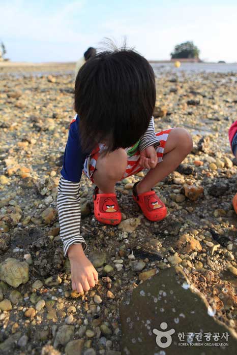 Захватывающие приливы для детей и взрослых - Seocheon-gun, Чунгнам, Корея (https://codecorea.github.io)