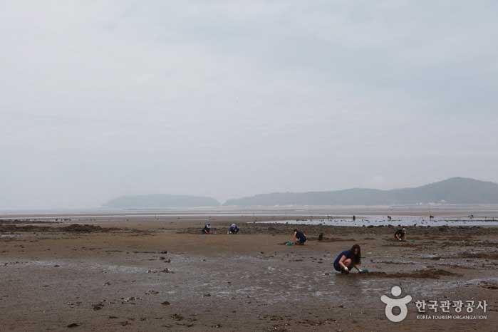 Посетители собирают моллюсков с Sunshin-ri Tidal Flat - Seocheon-gun, Чунгнам, Корея (https://codecorea.github.io)