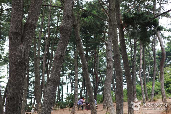 Сосны приветствуют вас вдоль деревянной палубы, ведущей в Мосум. - Seocheon-gun, Чунгнам, Корея (https://codecorea.github.io)