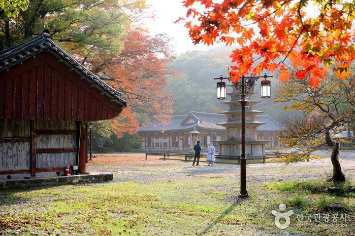 Buyeo County, Chungnam, Südkorea - Wo kann man nach Herbstlaub fragen, der besten Jahreszeit?