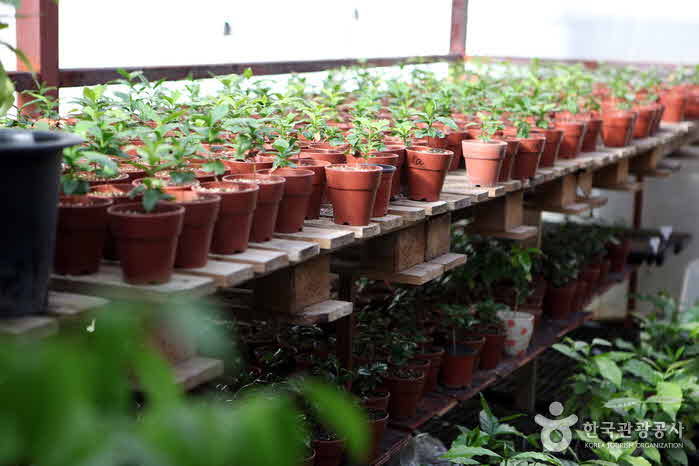 Greenhouse where coffee trees grow like a dream - Suseong-gu, Daegu, South Korea (https://codecorea.github.io)