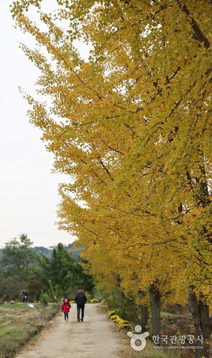 Árbol de ginkgo todavía verde - Boryeong, Corea del Sur (https://codecorea.github.io)