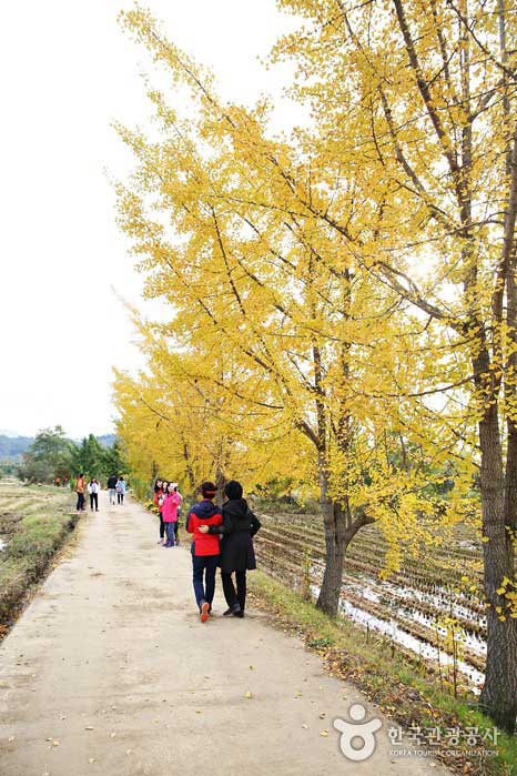 Деревенская деревня становится особенной с гинкго осенью - Борён, Южная Корея (https://codecorea.github.io)