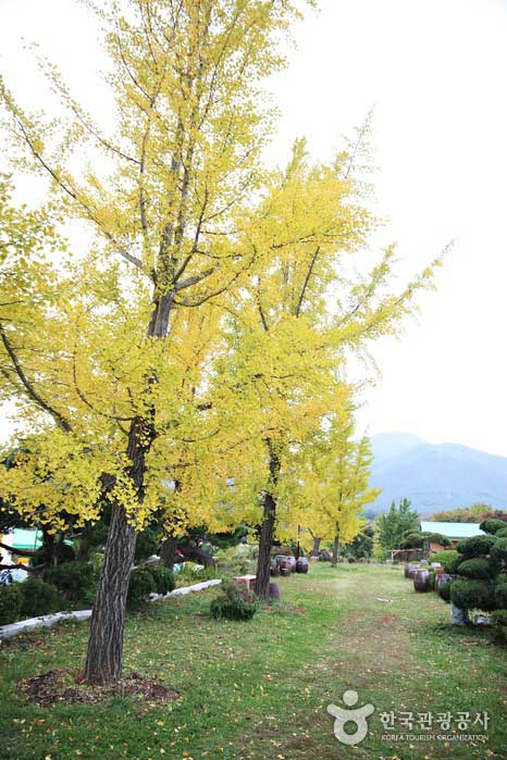 Деревья гинкго можно найти в любом месте города - Борён, Южная Корея (https://codecorea.github.io)