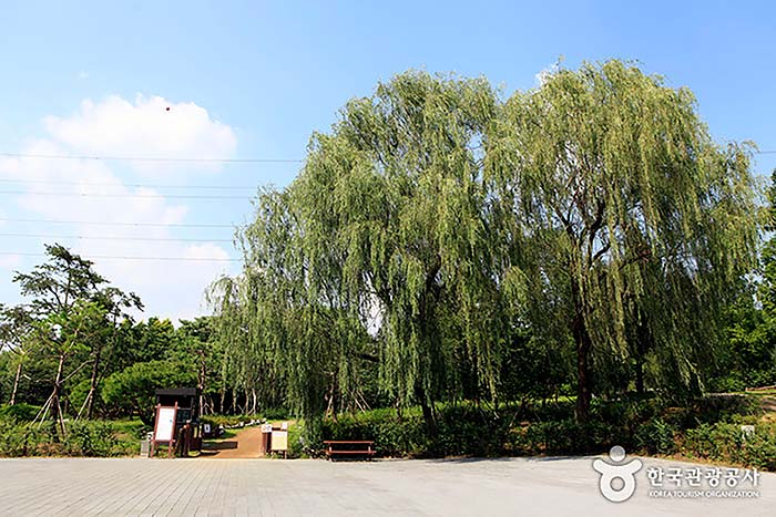 Arboretum entrance with willow - Namdong-gu, Incheon, Korea (https://codecorea.github.io)