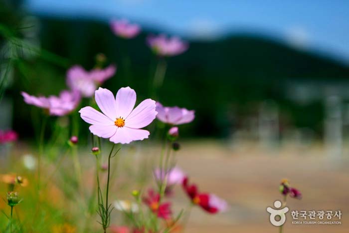 可以看到花朵和波斯菊的油園 - 韓國仁川南洞區 (https://codecorea.github.io)