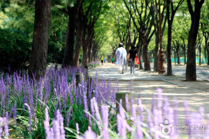 Цветок Пин МакМун-Донг на Гранд Парке - Намдонг-гу, Инчхон, Корея (https://codecorea.github.io)