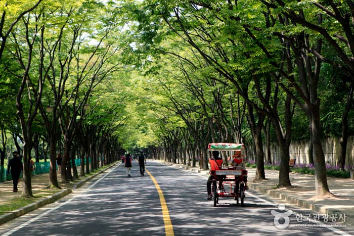 Zelkova road couple bicycle - Namdong-gu, Incheon, Korea (https://codecorea.github.io)