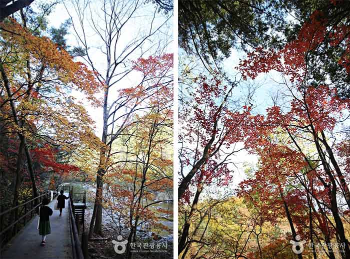 Seonjae-Gil im Herbst - Pyeongchang-Pistole, Gangwon, Südkorea (https://codecorea.github.io)