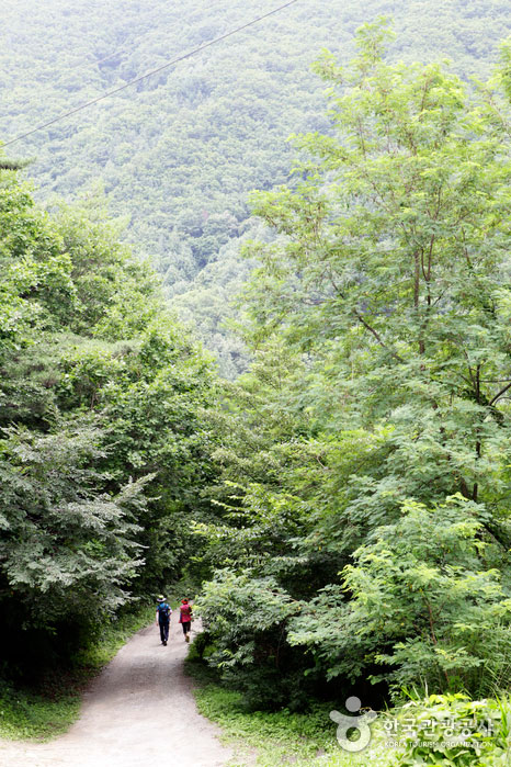 Небольшой деревянный туннель Jukyeong Ancient Road добавляет удовольствия от прогулки - Йонджу, Кёнбук, Корея (https://codecorea.github.io)