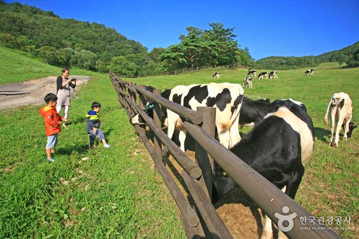 Pâturage de vaches - Pyeongchang-gun, Gangwon, Corée du Sud (https://codecorea.github.io)