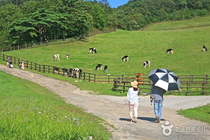 Die Daegwallyeong Sky Ranch breitete sich wie ein Teppich aus - Pyeongchang-Pistole, Gangwon, Südkorea (https://codecorea.github.io)